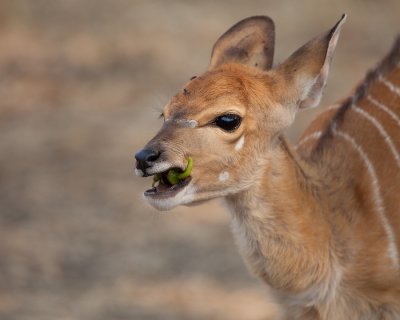 Little nyala