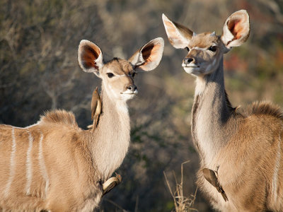 Kudu's ( young male and female)