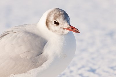 Black-headed gull