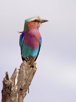 Lilacbreasted roller