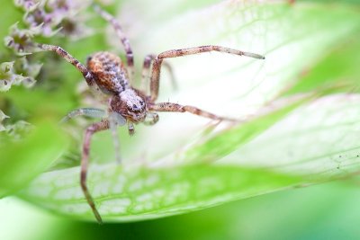 Little spider on Astrantia