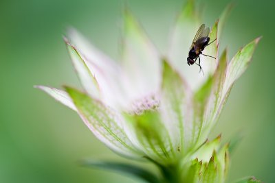 Fly on astrantia