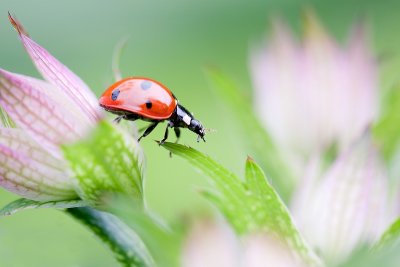 ladybug