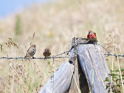Family of linnets  ( Kneu)