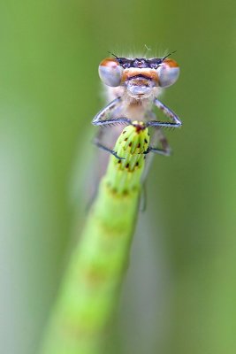 New born damselfly (2)