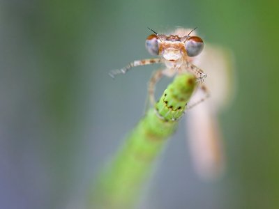 Waving to the photographer..........