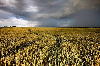 Thundery sky above the wheat