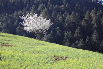 Apple tree