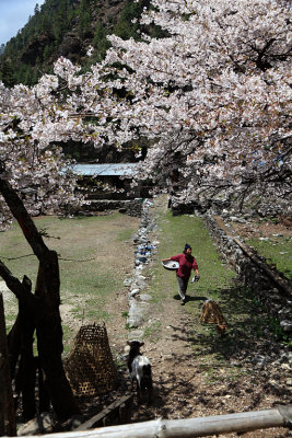 Apple blossom