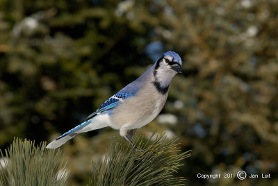 Blue Jay - Cyanocitta cristata - Blauwe Gaai