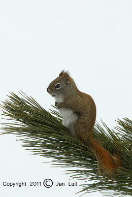 Red Squirrel - Tamiasciurus hudsonicus - Rode Eekhoorn