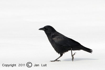 Common Raven - Corvus corax - Raaf