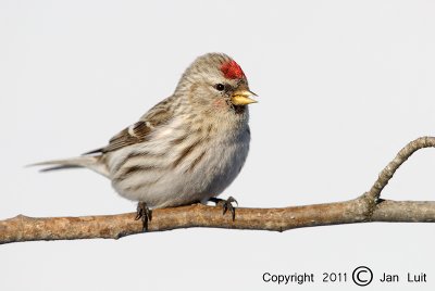 Common Redpoll - Carduelis flammea - Grote Barmsijs