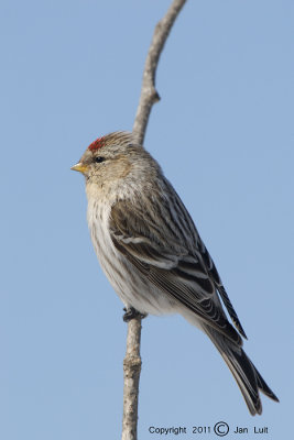 Common Redpoll - Carduelis flammea - Grote Barmsijs