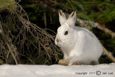 Snowshoe Hare - Lepus americanus - Amerikaanse Sneeuwhaas