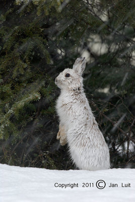 Snowshoe Hare - Lepus americanus - Amerikaanse Sneeuwhaas