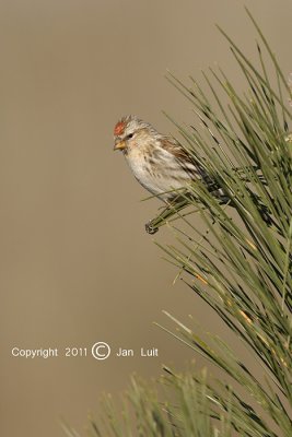 Common Redpoll - Carduelis flammea flammea - Grote Barmsijs