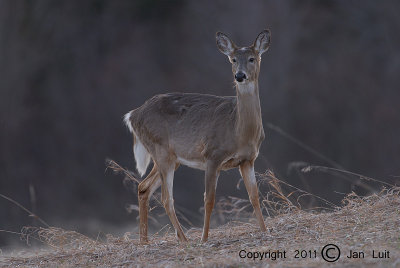 White-tailed Deer - Odocoileus virginianus - Witstaarthert