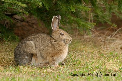 Snowshoe Hare - Lepus americanus - Amerikaanse Sneeuwhaas