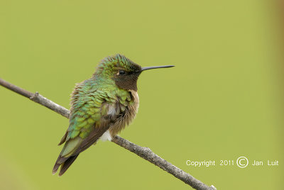 Ruby-throated Hummingbird - Archilochus colubris - Robijnkeelkolibrie