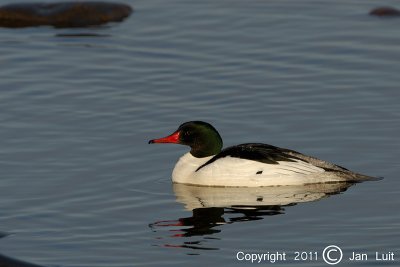 Common Merganser - Mergus merganser - Grote Zaagbek