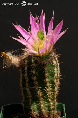 Echinocereus pamanesiorum