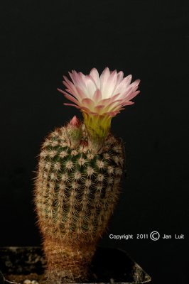 Notocactus roseiflorus