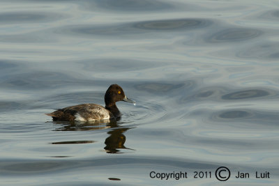 Lesser Scaup