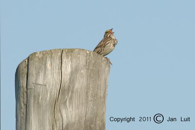 Savannah Sparrow - Passerculus sandwichensis - Savannah Gors