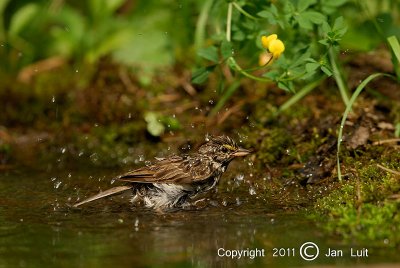 Savannah Sparrow - Passerculus sandwichensis - Savannah Gors