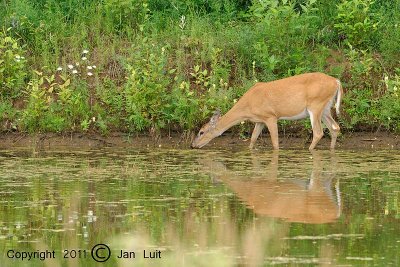 White-tailed Deer - Odocoileus virginianus - Witstaarthert