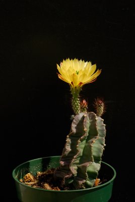 Echinocereus subinermis