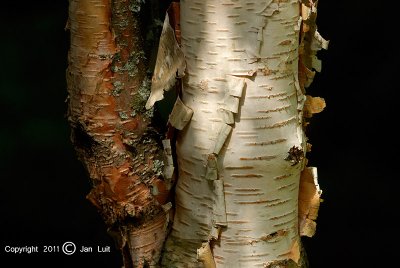 Birch