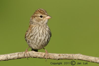 Chipping Sparrow - Spizella passerina - Musgors