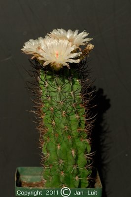 Neoporteria paucicostata