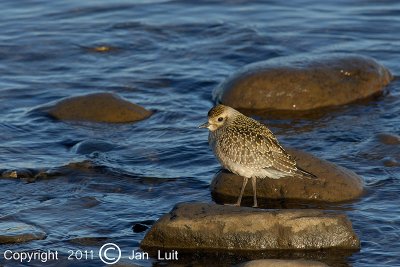 American Golden-plover - Pluvialis dominica - Amerikaanse Goudplevier