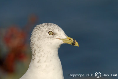 Ring-billed Gull - Larus delawarensis - Ringsnavelmeeuw