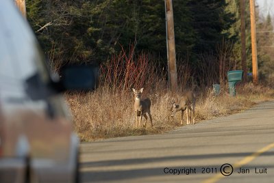 White-tailed Deer - Odocoileus virginianus - Witstaarthert