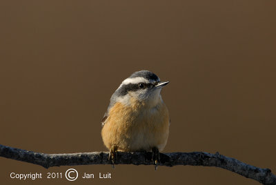 Red-breasted Nuthatch - Sitta canadensis - Canadese Boomklever