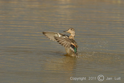 Green-winged Teal