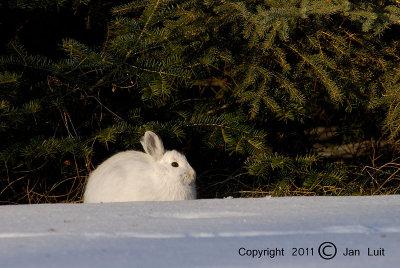 Snowshoe Hare - Lepus americanus - Amerikaanse Sneeuwhaas