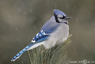 Blue Jay - Cyanocitta cristata - Blauwe Gaai