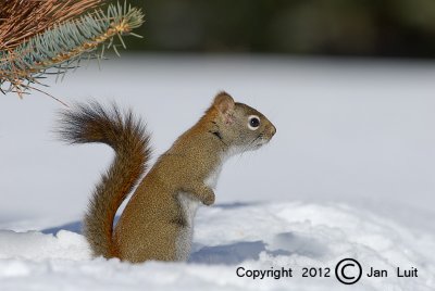 Red Squirrel - Tamiasciurus hudsonicus - Rode Eekhoorn