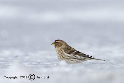 Common Redpoll - Carduelis flammea - Grote Barmsijs