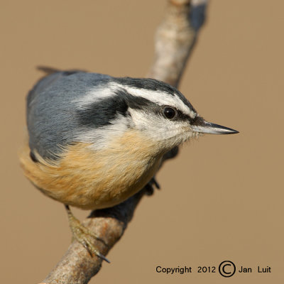 Red-breasted Nuthatch - Sitta canadensis - Canadese Boomklever