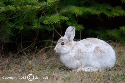 Snowshoe Hare - Lepus americanus- Amerikaanse Sneeuwhaas