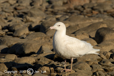 Glaucous Gull