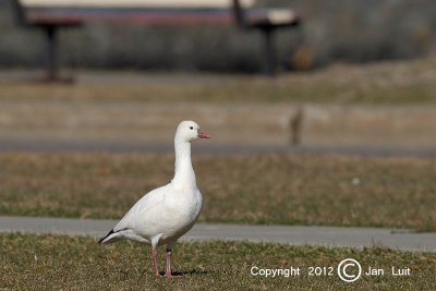 Ross's Goose