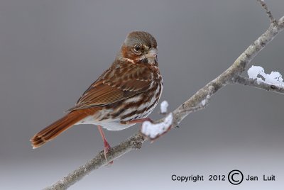 Fox Sparrow - Passerella iliaca - Roodstaartgors