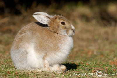 Snowshoe Hare - Lepus americanus- Amerikaanse Sneeuwhaas